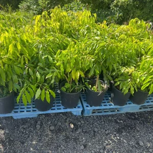 Grafted Lychee Live Fruit Tree (Litchi chinensis) 2-3ft Tall Tropical Plant - Image 5