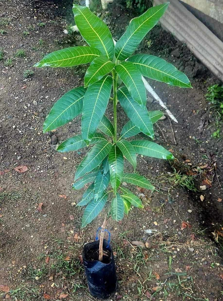 Grafted Mahachanok Mango Live Fruit Tree (1-2 ft) – Tropical Outdoor Plant - Image 5