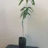 Grafted Manila Mango Live Plant – Sweet Tropical Fruit Tree for Home Garden - Image 1