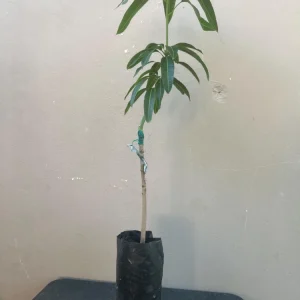 Grafted Manila Mango Tree Live Plant – Sweet Fiberless Fruit (3-4ft) - Image 6