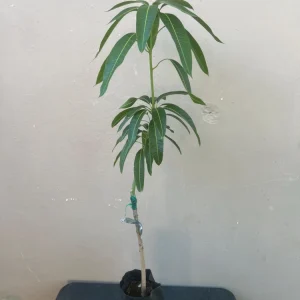 Grafted Manila Mango Tree Live Plant – Sweet Fiberless Fruit (3-4ft) - Image 7