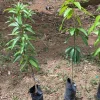 Grafted Manila Mango Tree Live Plant – Sweet Fiberless Fruit (3-4ft) - Image 1