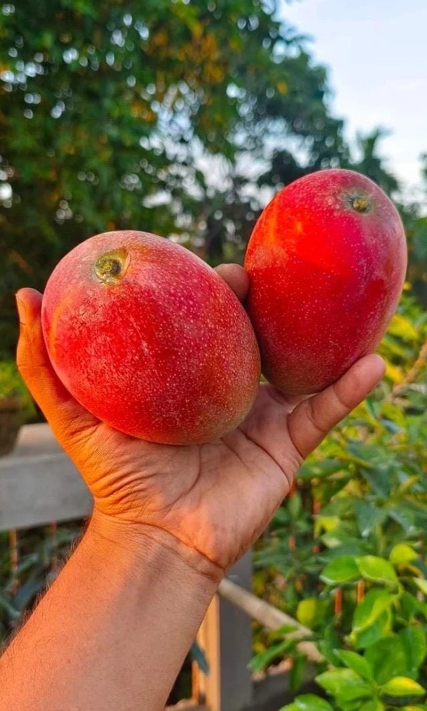 Grafted Miyazaki Mango Live Fruit Tree - 2ft Tropical Outdoor Plant - Image 2