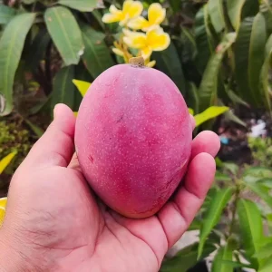 Grafted Miyazaki Mango Tree Egg of the Sun Variety Live Plant 3-4ft Tall Outdoor - Image 4