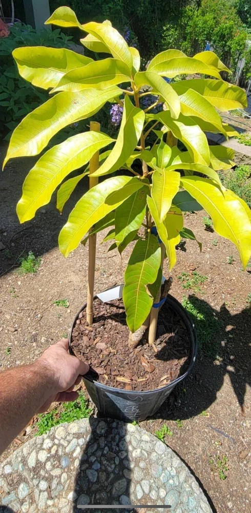Grafted Miyazaki Mango Tree Egg of the Sun Variety Live Plant 3-4ft Tall Outdoor - Image 5