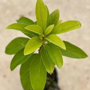 Grafted Monroe Avocado Live Fruit Tree - 1-2 ft Tall - Outdoor - Image 5