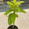 Grafted Monroe Avocado Live Fruit Tree - 1-2 ft Tall - Outdoor - Image 1