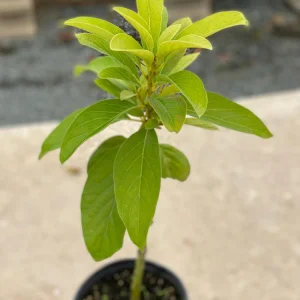 Grafted Monroe Avocado Live Fruit Tree - 1-2 ft Tall - Outdoor - Image 1