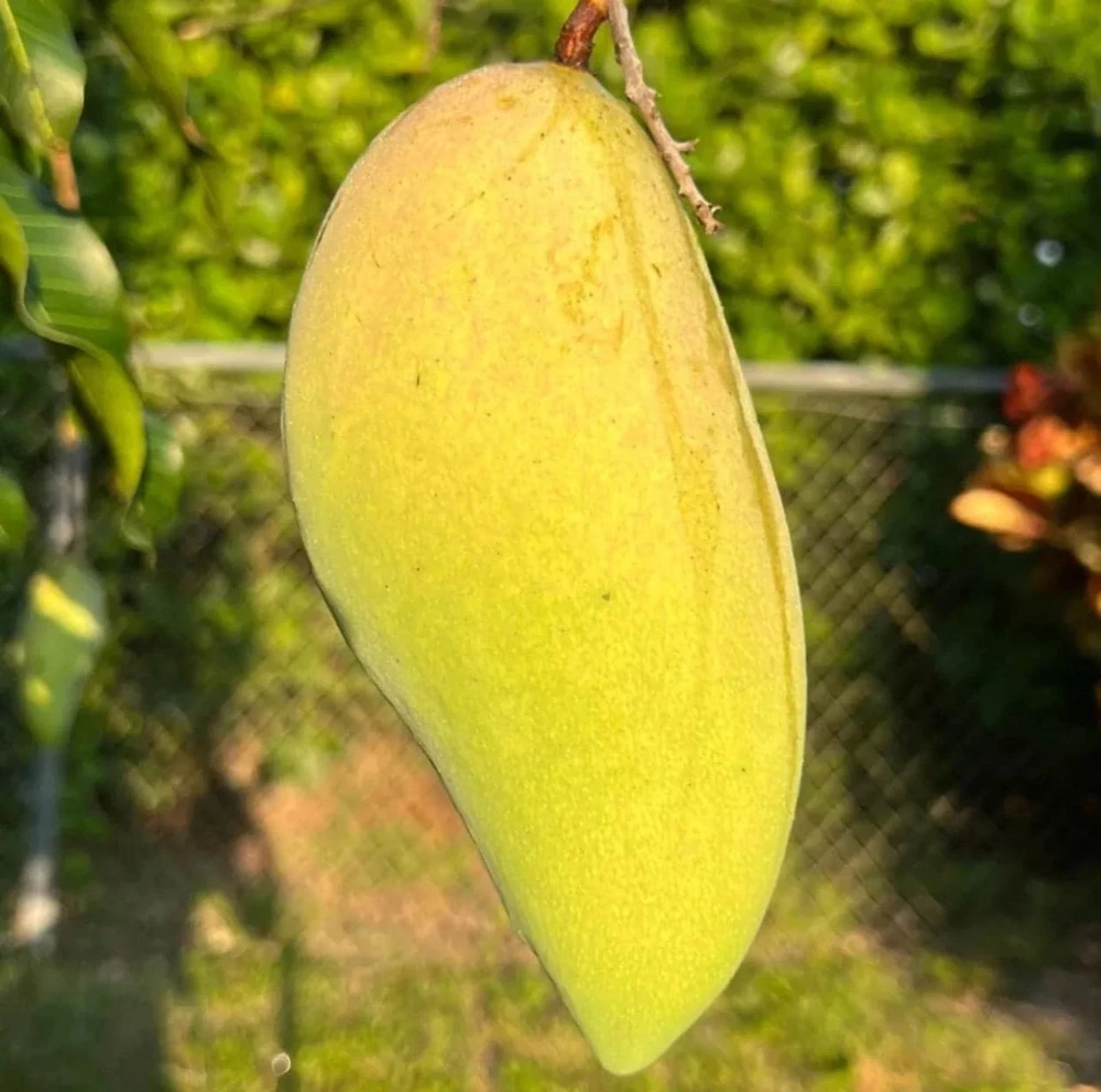 Grafted Nam Doc Mai Mango Tree - Live Plant, 2ft Tall, Tropical Fruit - Image 3