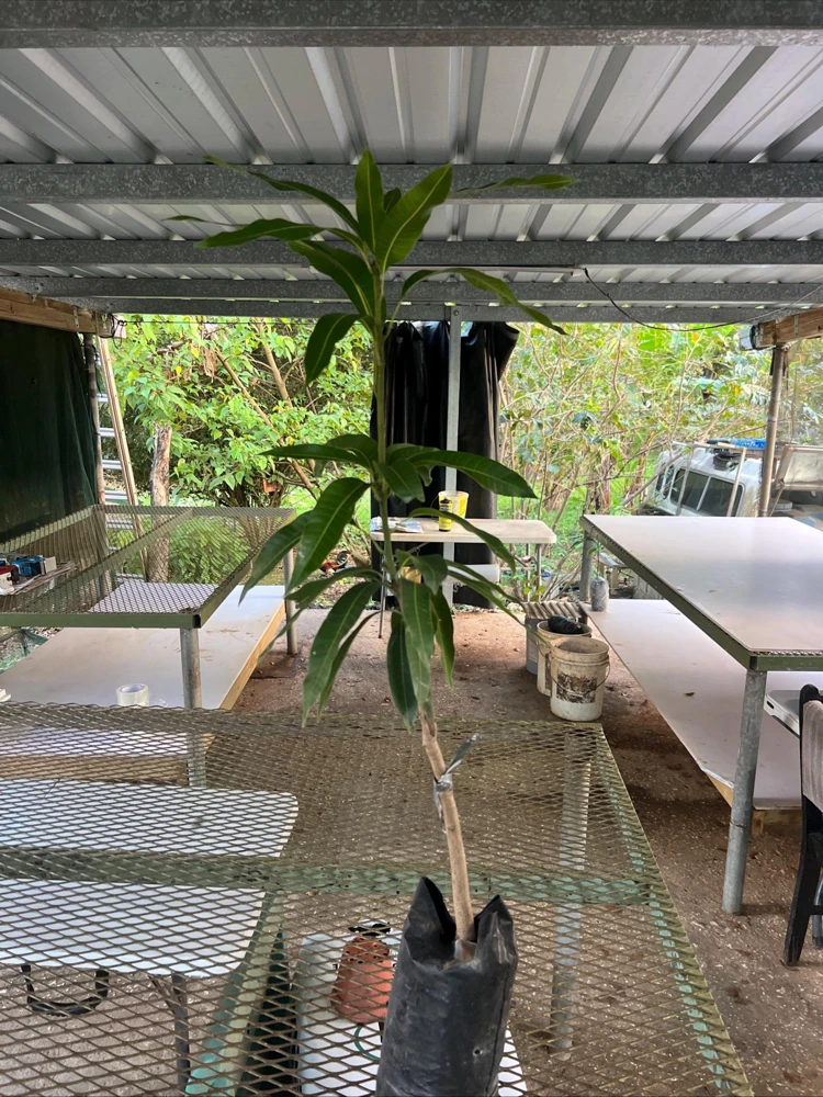 Grafted Nam Doc Mai Mango Tree - Live Plant, 2ft Tall, Tropical Fruit - Image 4
