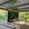 Grafted Nam Doc Mai Mango Tree - Live Plant, 2ft Tall, Tropical Fruit - Image 1