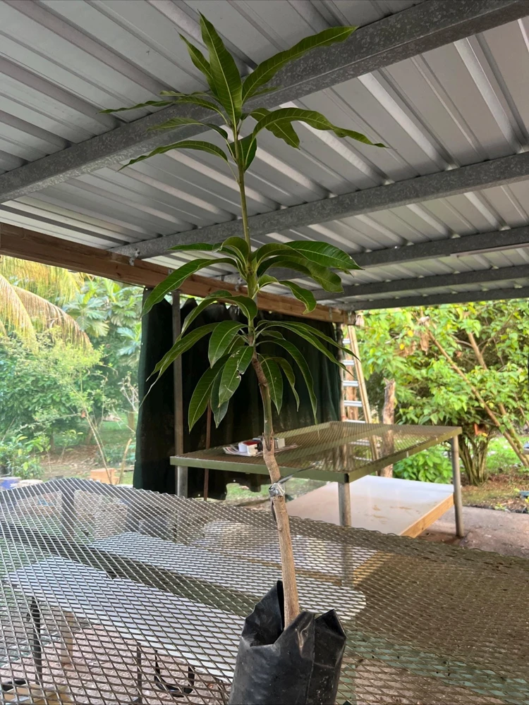 Grafted Nam Doc Mai Mango Tree - Live Plant, 2ft Tall, Tropical Fruit - Image 1