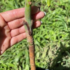 Grafted Nam Doc Mai Mango Tree Live Plant – Early Fruiting, 2-3ft Tall - Image 2