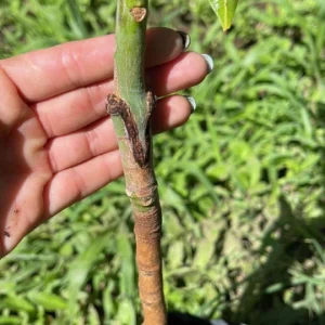 Grafted Nam Doc Mai Mango Tree Live Plant - Early Fruiting Variety (3-4ft Tall) - Image 2