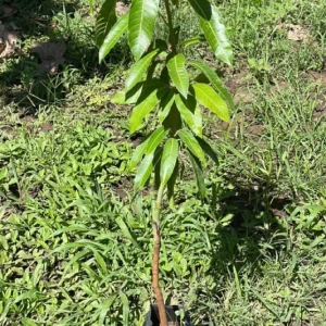 Grafted Nam Doc Mai Mango Tree Live Plant - Early Fruiting Variety (3-4ft Tall) - Image 3
