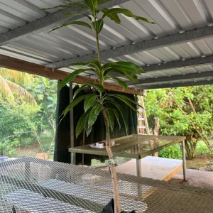 Grafted Nam Doc Mai Mango Tree Live Plant - Early Fruiting Variety (3-4ft Tall) - Image 4