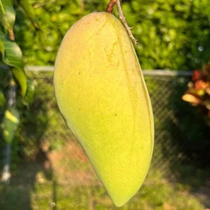 Grafted Nam Doc Mai Mango Tree Live Plant – Early Fruiting, 2-3ft Tall - Image 5
