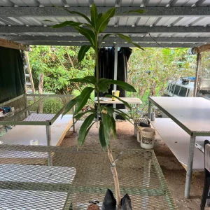 Grafted Nam Doc Mai Mango Tree Live Plant - Early Fruiting Variety (3-4ft Tall) - Image 6