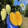 Grafted Nam Doc Mai Mango Tree Live Plant - Early Fruiting Variety (3-4ft Tall) - Image 1