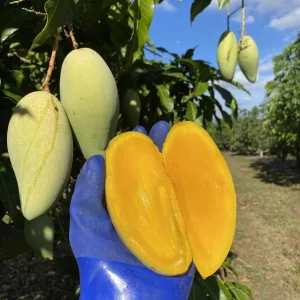 Grafted Nam Doc Mai Mango Tree Live Plant - Early Fruiting Variety (3-4ft Tall) - Image 1