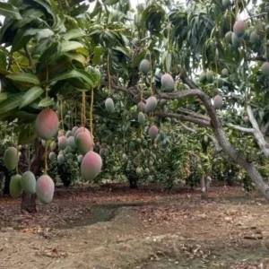Grafted Osteen Mango Tree Live Plant 2ft Tall - Tropical Fruit Tree - Image 2
