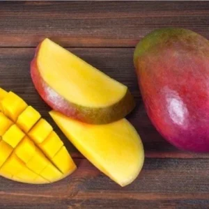 Grafted Osteen Mango Tree Live Plant 2ft Tall - Tropical Fruit Tree - Image 3