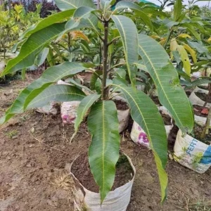 Grafted Osteen Mango Tree Live Plant 2ft Tall - Tropical Fruit Tree - Image 5