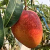Grafted Osteen Mango Tree Live Plant 2ft Tall - Tropical Fruit Tree - Image 1