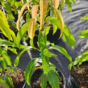 Grafted Palmer Mango Tree Live Plant - Sweet Flavor, 3-4ft Tall, Outdoor Fruit Tree - Image 2
