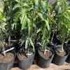 Grafted Palmer Mango Tree Live Plant - Sweet Flavor, 3-4ft Tall, Outdoor Fruit Tree - Image 1