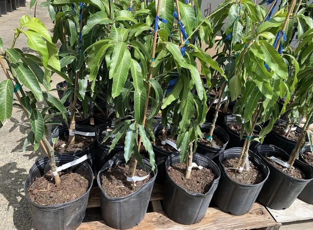 Grafted Palmer Mango Tree Live Plant - Sweet Flavor, 3-4ft Tall, Outdoor Fruit Tree - Image 1