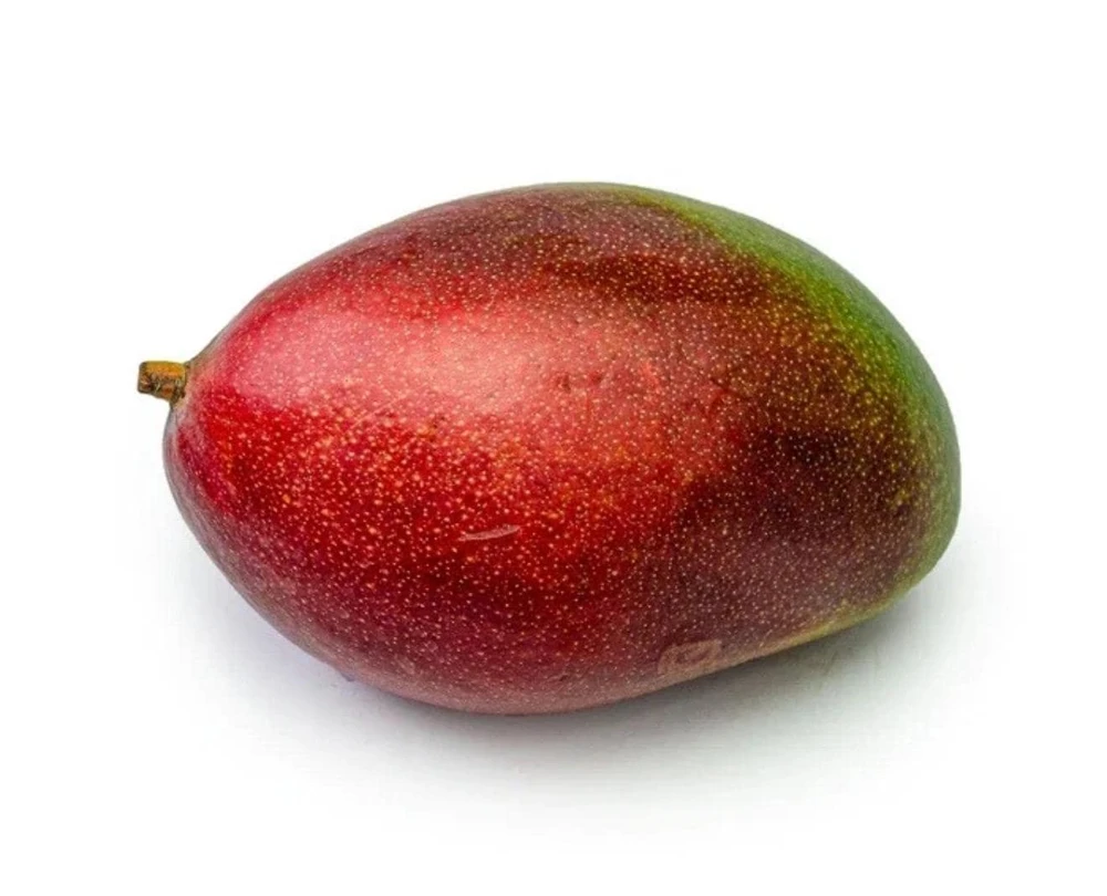 Grafted Palmer Mango Tree Live Plant – Sweet Flavor, 2ft Tall, Mangifera Indica - Image 3