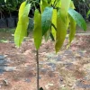 Grafted Palmer Mango Tree Live Plant - Sweet Flavor, Early Fruiting, 2-3ft Tall - Image 1