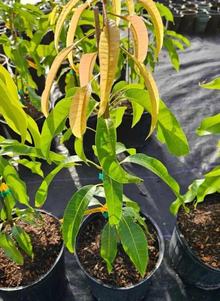 Grafted Palmer Mango Tree Live Plant – Sweet Flavor, 2ft Tall, Mangifera Indica - Image 4