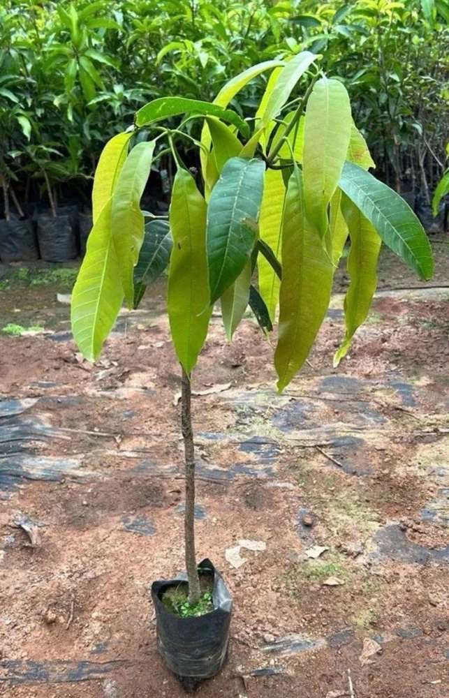 Grafted Palmer Mango Tree Live Plant – Sweet Flavor, 2ft Tall, Mangifera Indica - Image 5