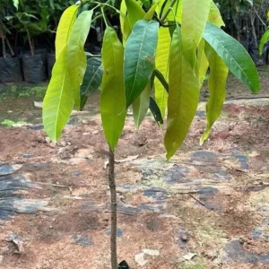 Grafted Palmer Mango Tree Live Plant - Sweet Flavor, 3-4ft Tall, Outdoor Fruit Tree - Image 6