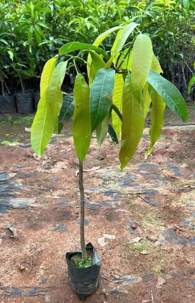 Grafted Palmer Mango Tree Live Plant - Sweet Flavor, 3-4ft Tall, Outdoor Fruit Tree - Image 6