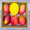 Grafted Palmer Mango Tree Live Plant – Sweet Flavor, 2ft Tall, Mangifera Indica - Image 1