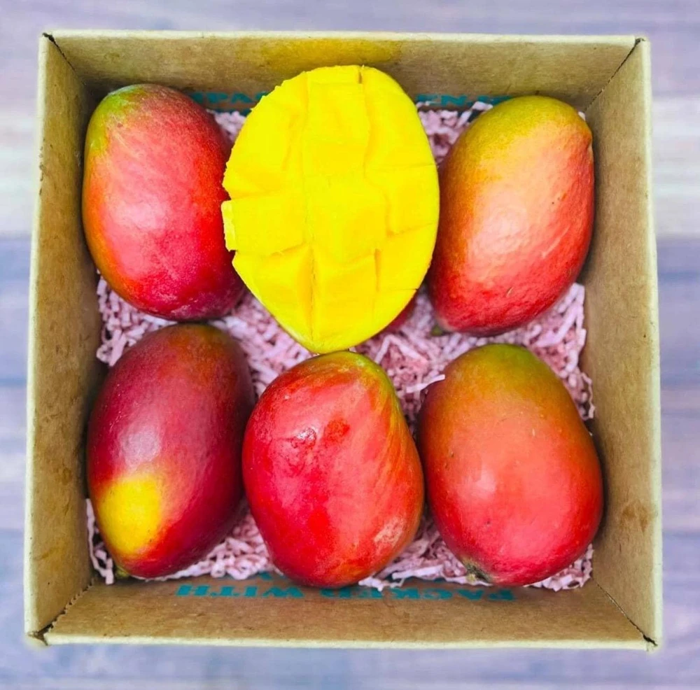Grafted Palmer Mango Tree Live Plant – Sweet Flavor, 2ft Tall, Mangifera Indica - Image 1