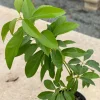 Grafted Pinkerton Avocado Tree - Live Fruit Plant (1-2ft) - Fast Growing - Image 1