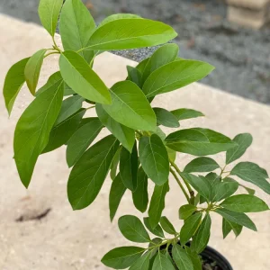 Grafted Pinkerton Avocado Tree - Live Fruit Plant (1-2ft) - Fast Growing - Image 1