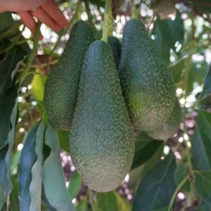 Grafted Pinkerton Avocado Tree - Live Fruit Plant (1-2ft) - Fast Growing - Image 5