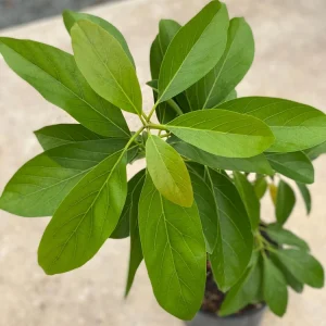 Grafted Pinkerton Avocado Tree - Live Fruit Plant (1-2ft) - Fast Growing - Image 6
