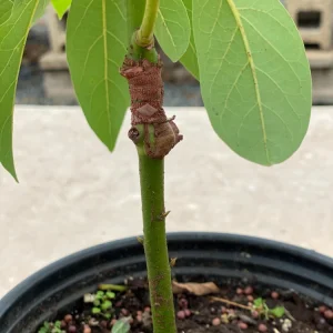 Grafted Pinkerton Avocado Tree - Live Fruit Plant (1-2ft) - Fast Growing - Image 7