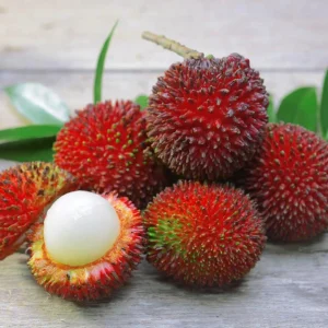 Grafted Pulasan Live Fruit Tree 26-36 inch - Tropical Sweet Fruit Plant - Image 2