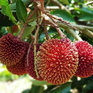 Grafted Pulasan Live Fruit Tree 26-36 inch - Tropical Sweet Fruit Plant - Image 4