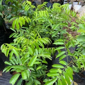 Grafted Pulasan Live Fruit Tree 26-36 inch - Tropical Sweet Fruit Plant - Image 6