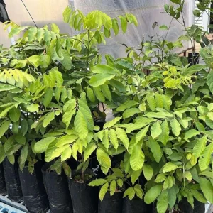 Grafted Pulasan Live Fruit Tree 26-36 inch - Tropical Sweet Fruit Plant - Image 7