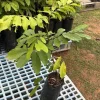 Grafted Pulasan Live Fruit Tree 26-36 inch - Tropical Sweet Fruit Plant - Image 1