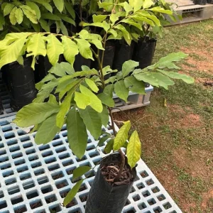 Grafted Pulasan Live Fruit Tree 26-36 inch - Tropical Sweet Fruit Plant - Image 1